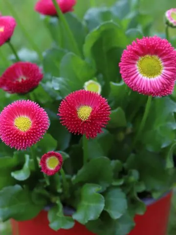 how to pot up perennials