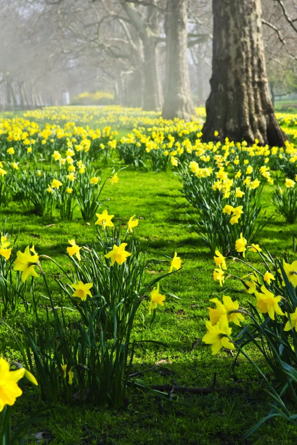 blooms of daffodils - spring care