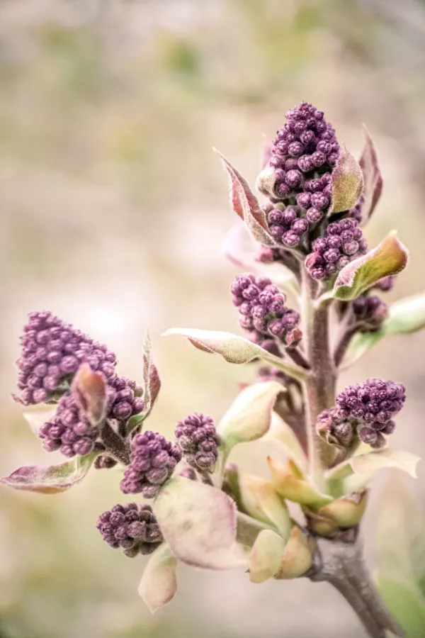 how to fertilize lilacs