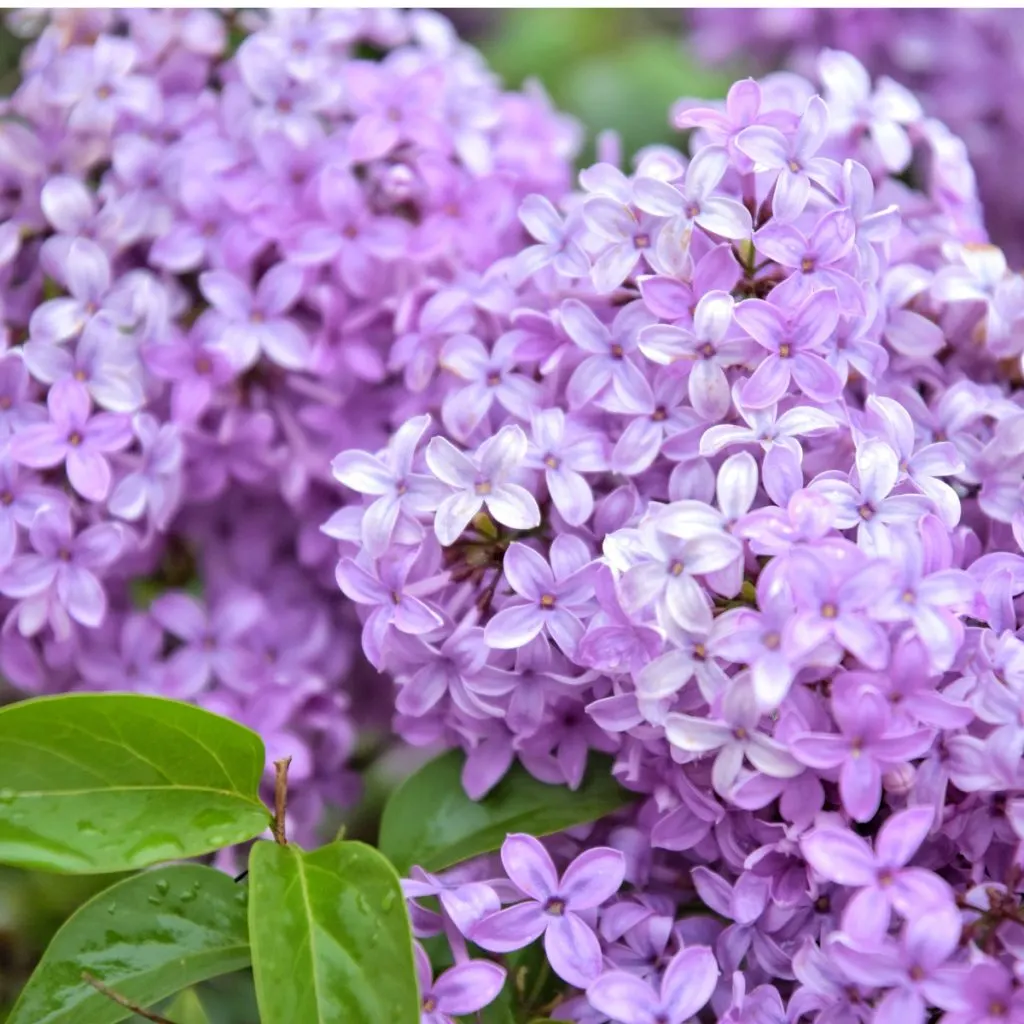 fertilizing lilacs - spring care