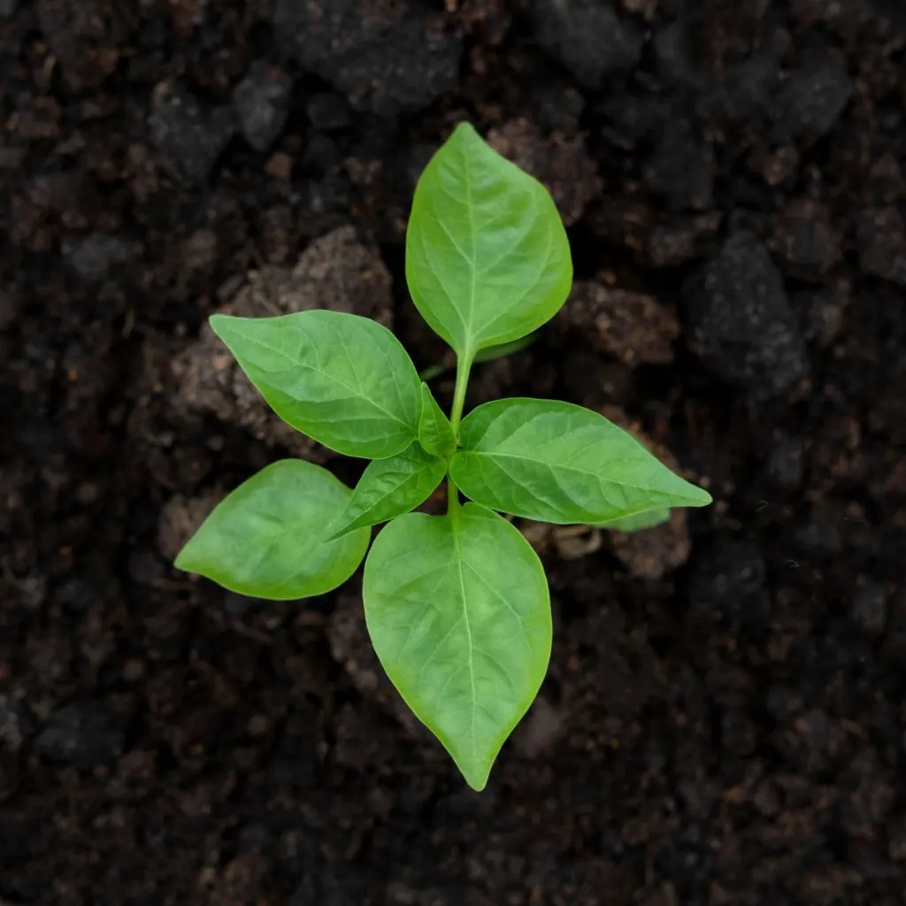 pepper planting hole ingredients