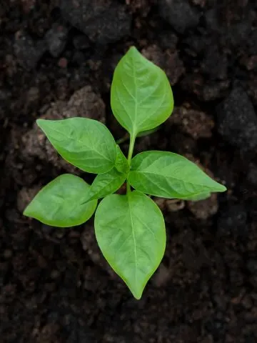 pepper planting hole ingredients