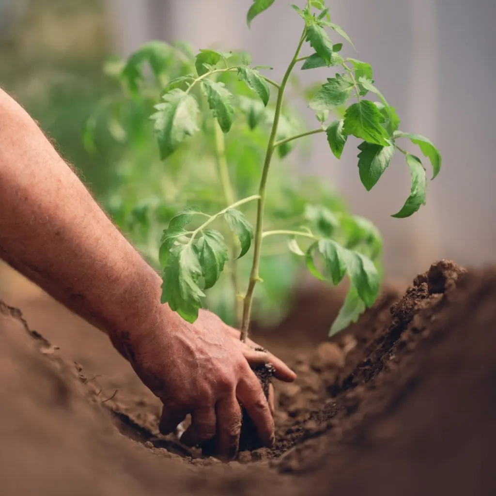 how deep to plant tomato plants