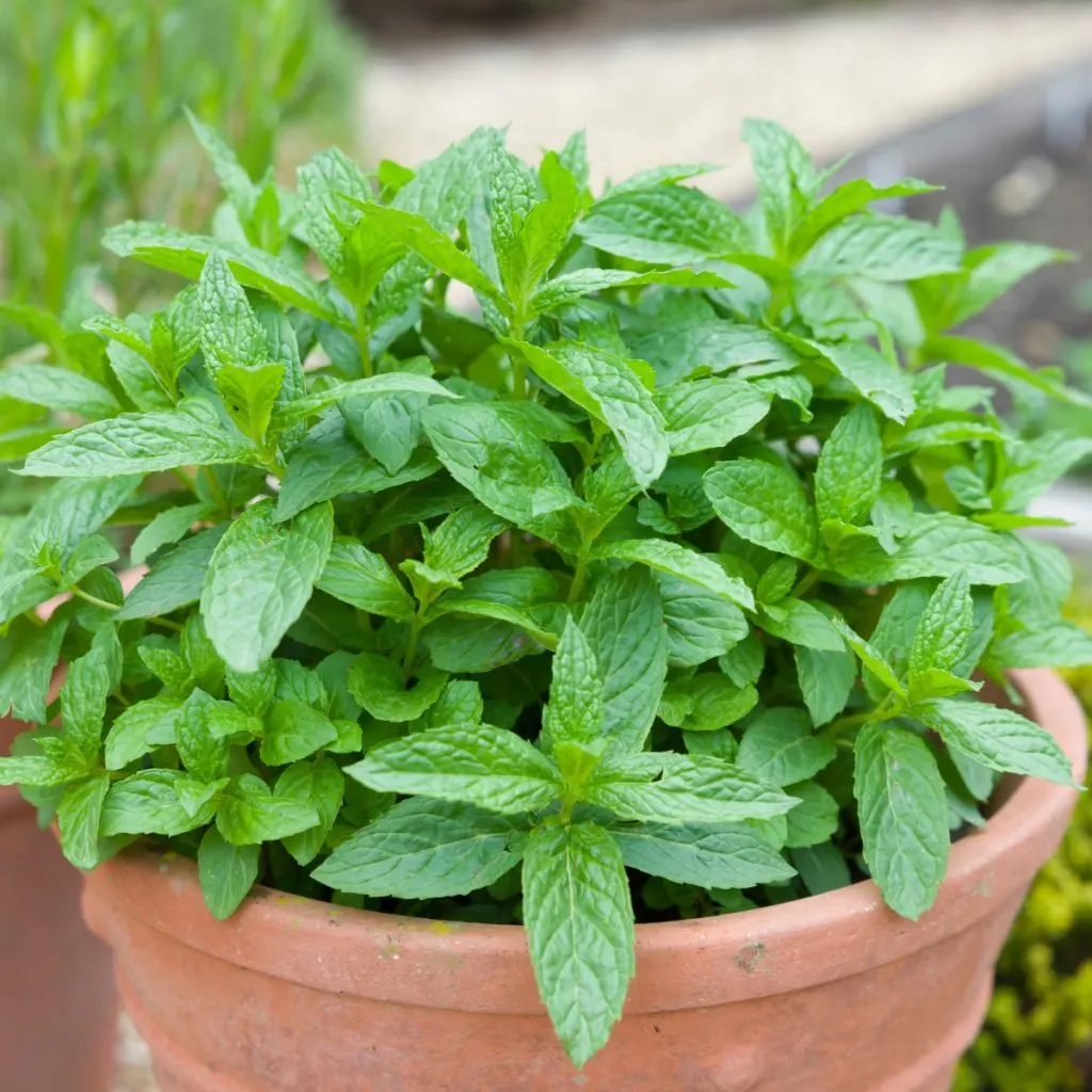 Potted Mint