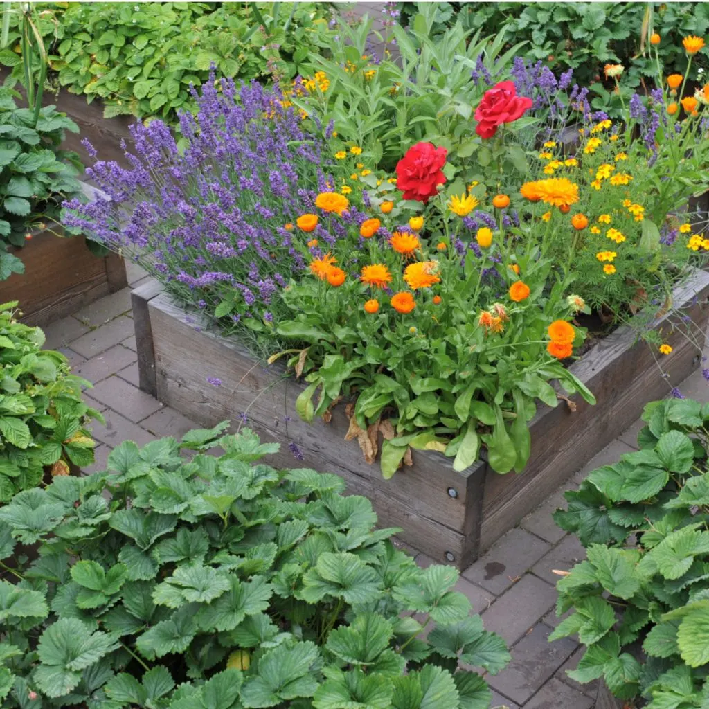 raised beds  - fertilize and energize soil