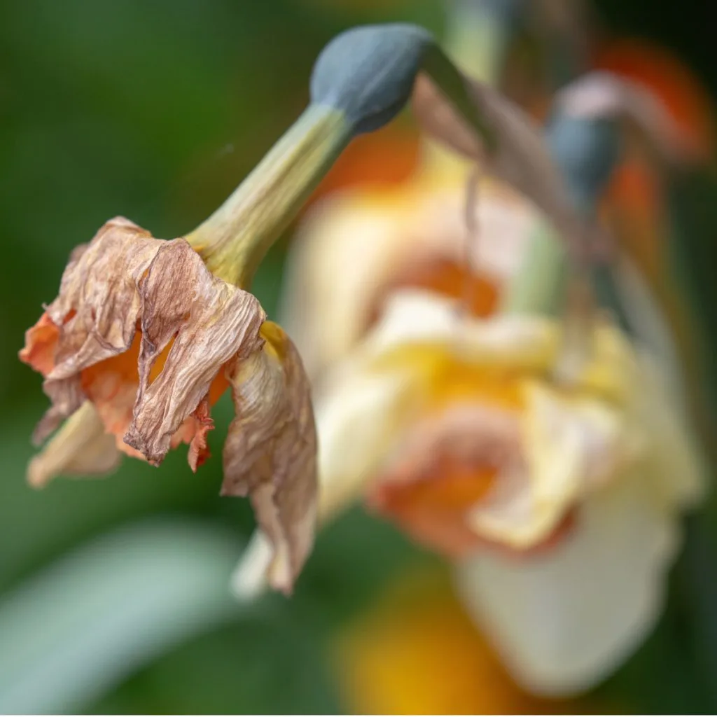 removing a daffodil bloom - spring daffodil care