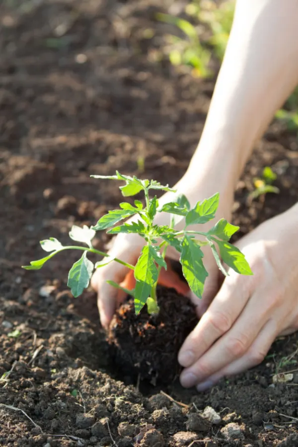 shallow tomato planting hole