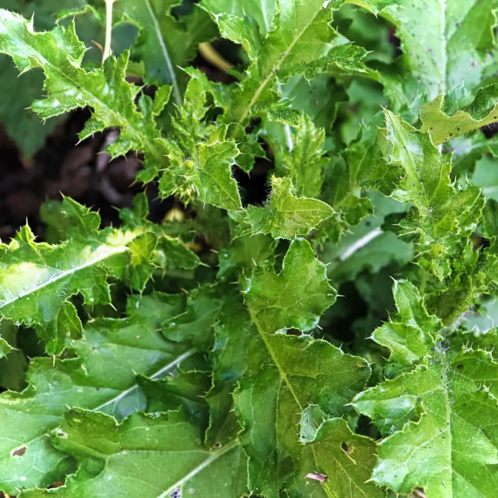 get rid of Canadian thistle