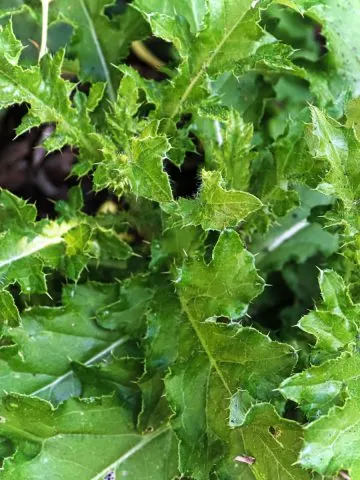 get rid of Canadian thistle
