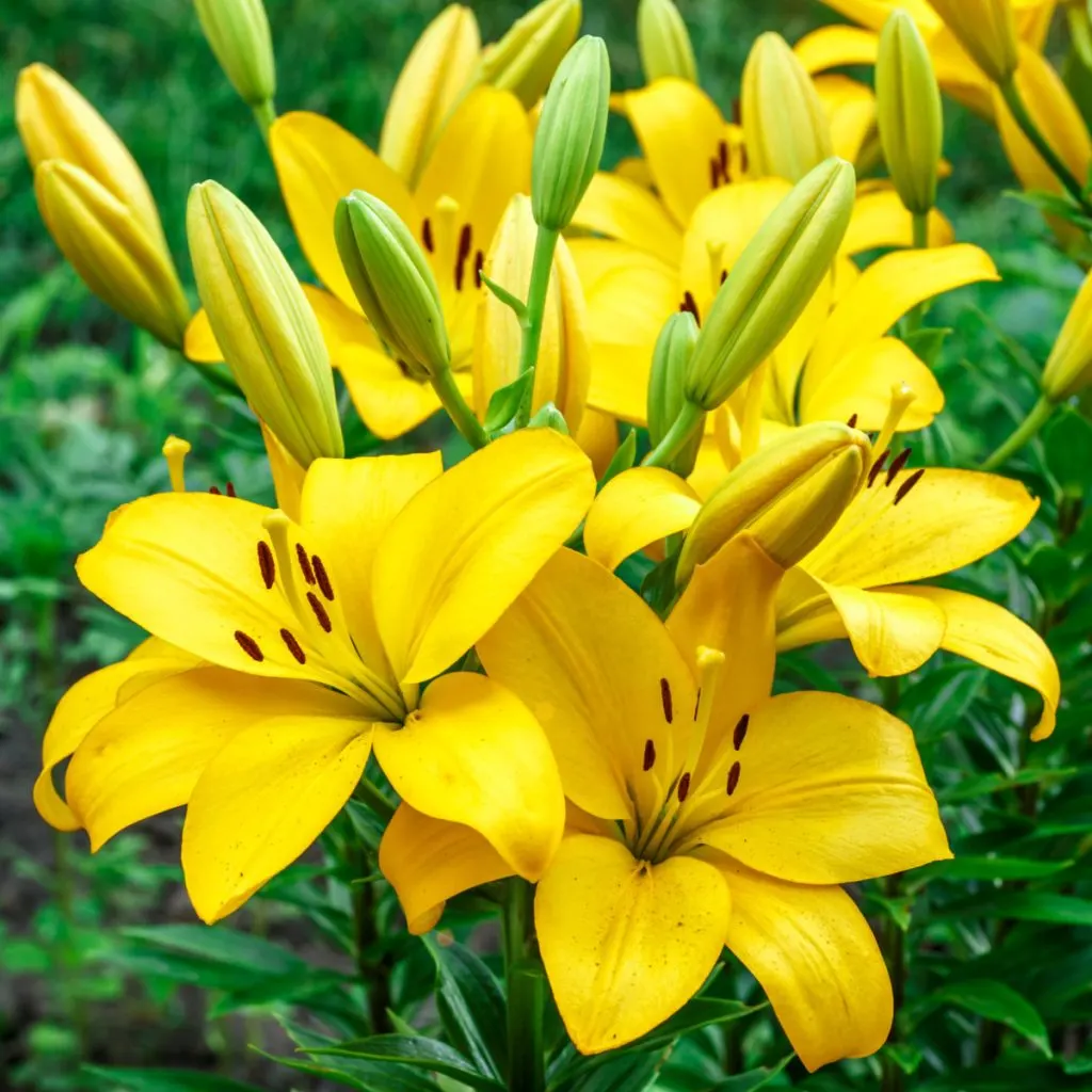 fertilize daylilies in spring