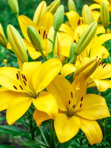 fertilize daylilies in spring
