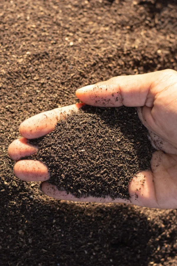 worm castings