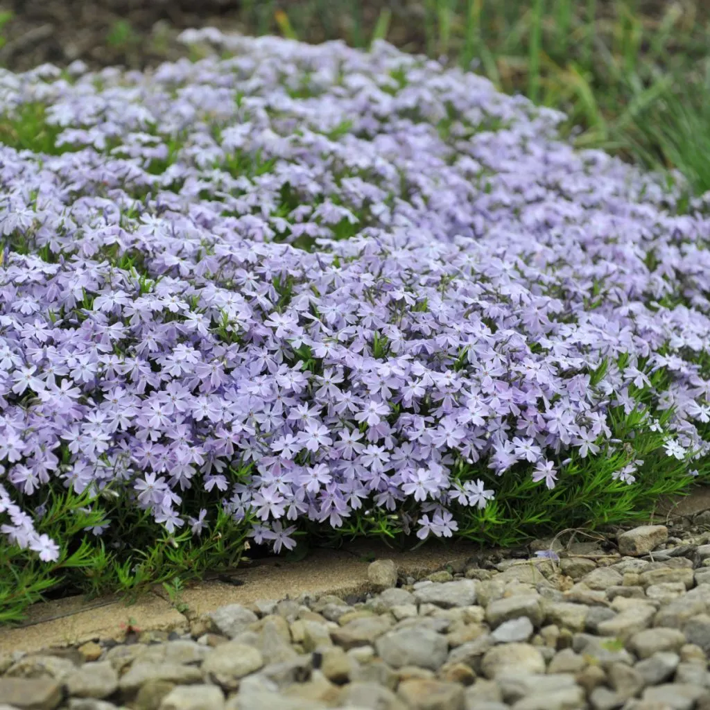 creeping phlox after it blooms
