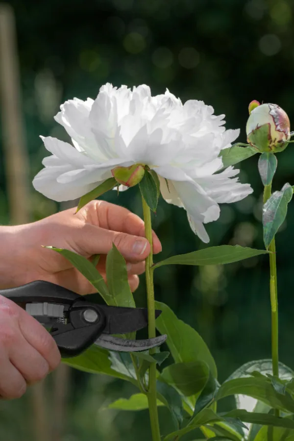 cut flowers - peony bush after they finish blooming