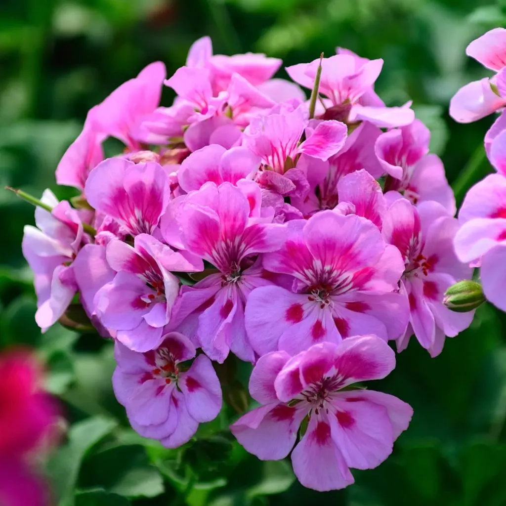 keep geraniums blooming