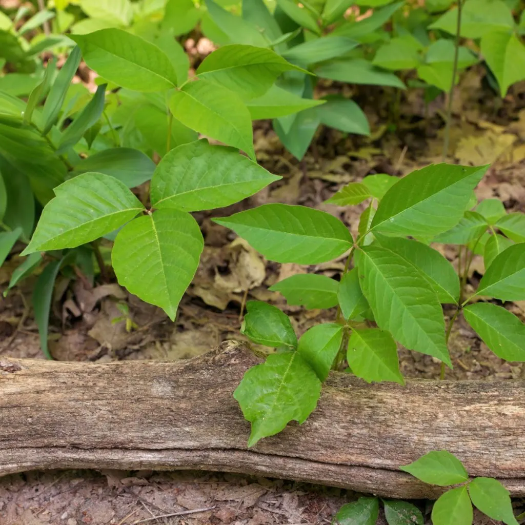 how to kill poison ivy