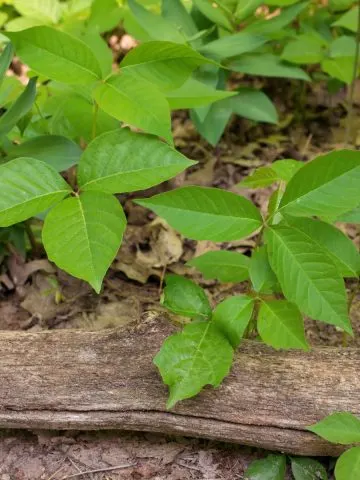 how to kill poison ivy