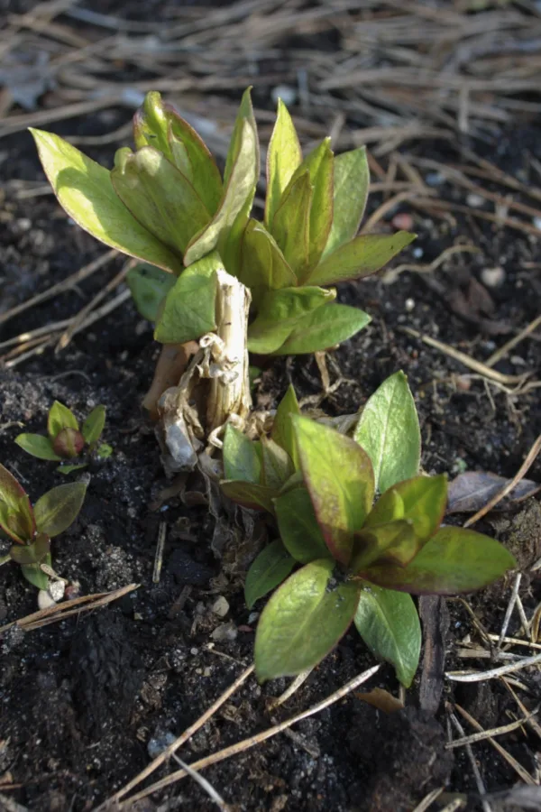 young plants in spring