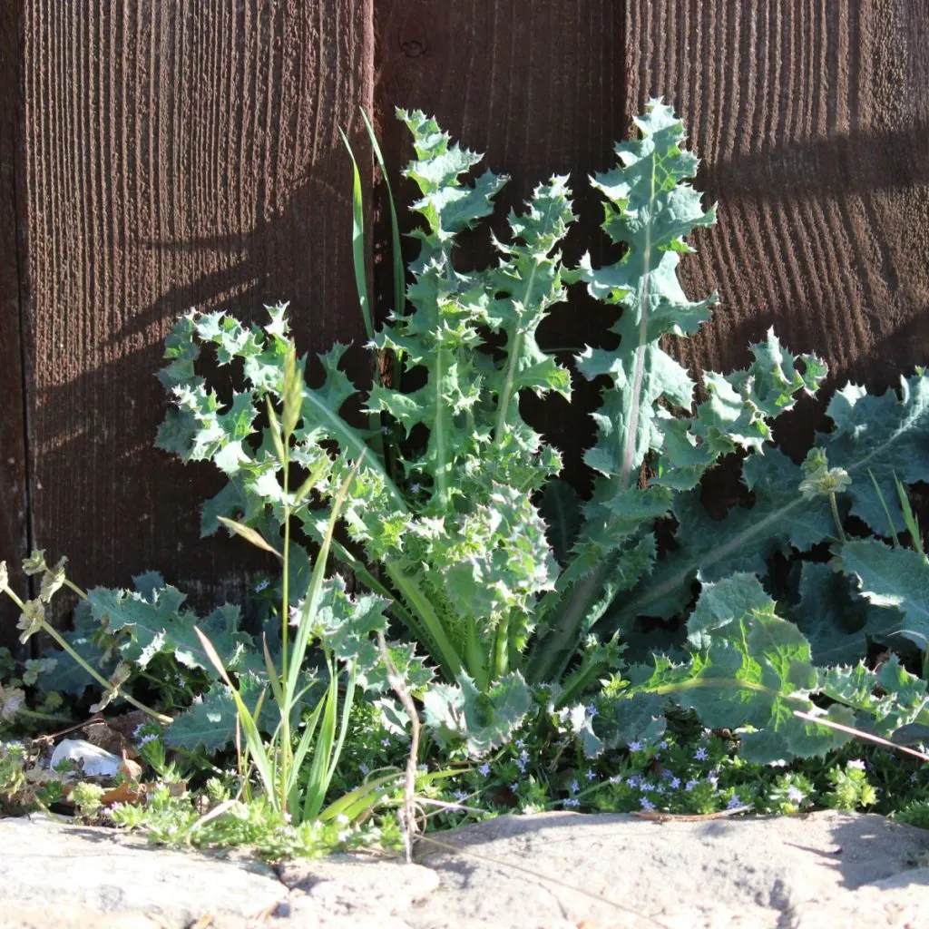 Thistle