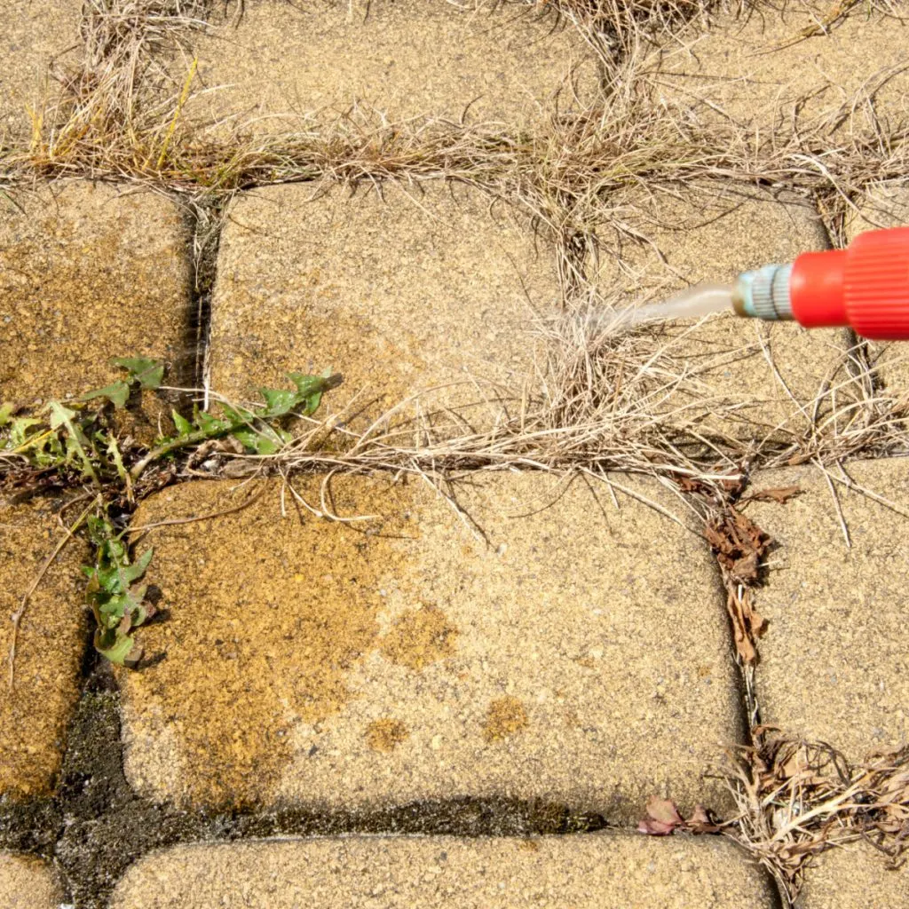 stop weeds with horticultural vinegar
