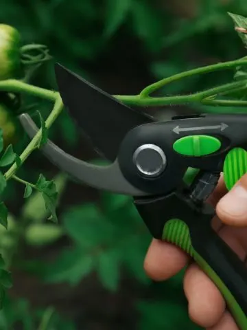 how and why to prune tomatoes