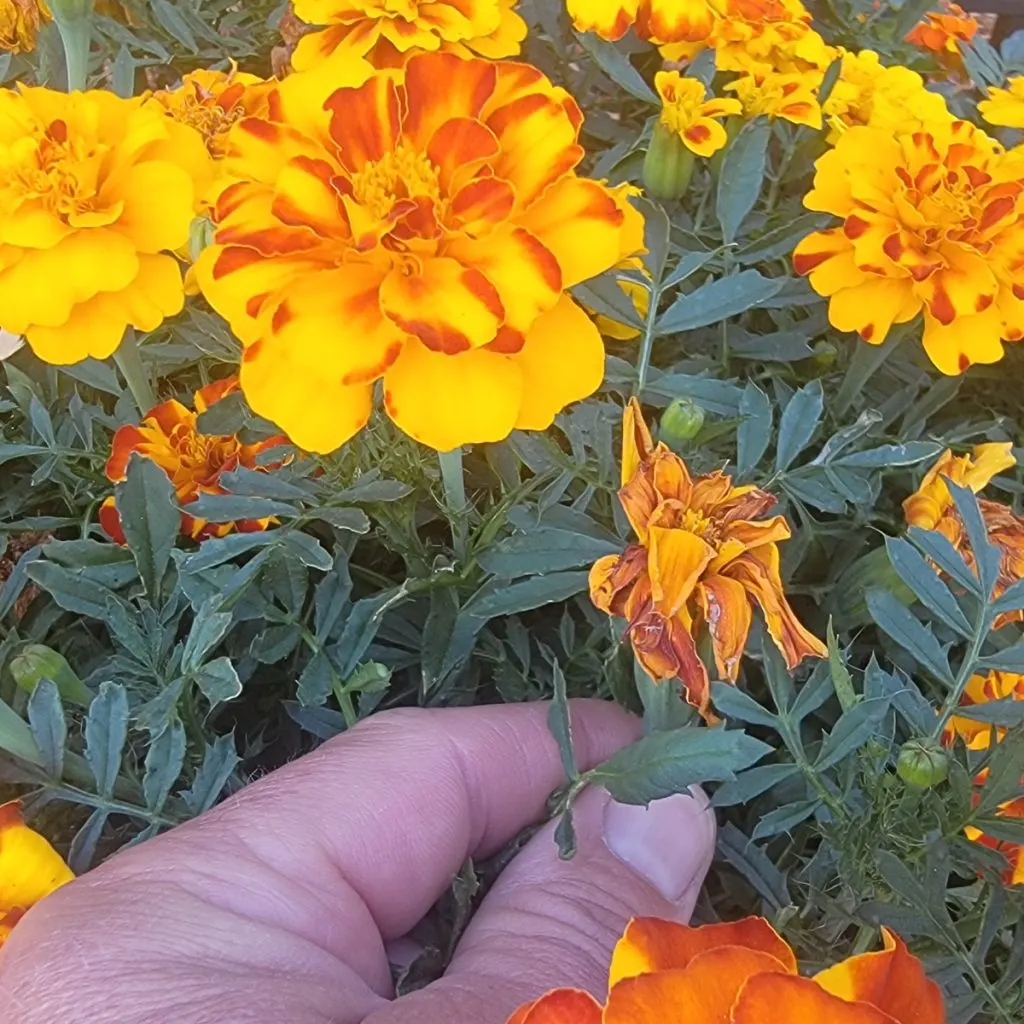 deadheading marigolds