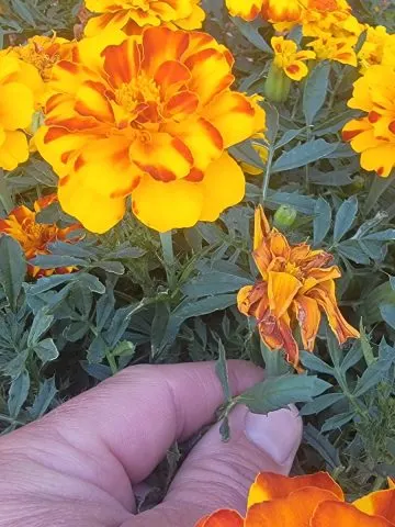 deadheading marigolds