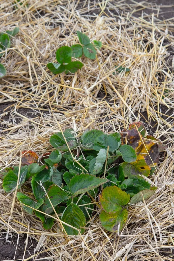 mulching plants
