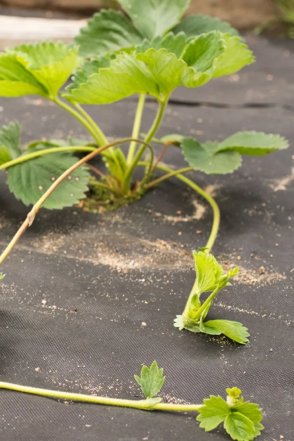 Strawberry plant's runners