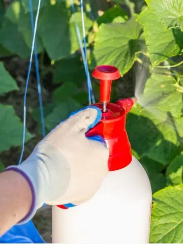 make hot pepper spray