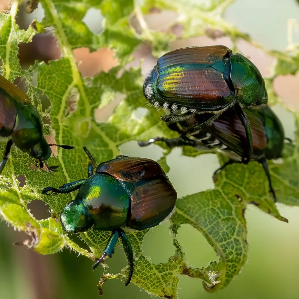stop Japanese beetles