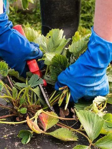 strawberry plants in the summer