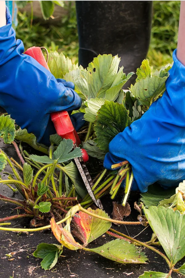pruning strawberry plants