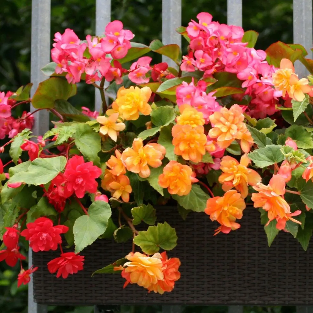 Blooming begonias