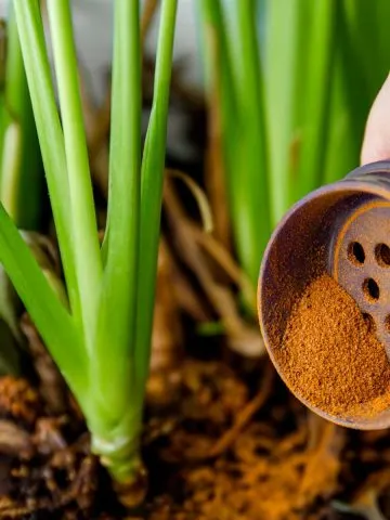 cinnamon in flowerbeds and gardens