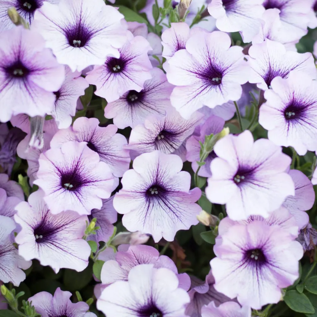 fertilize wave petunias