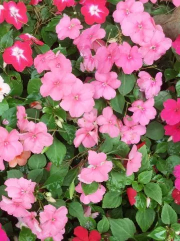 pink, white, and fuchsia impatiens.
