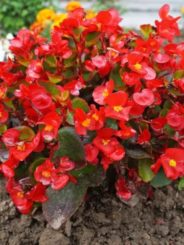 how to fertilize begonias