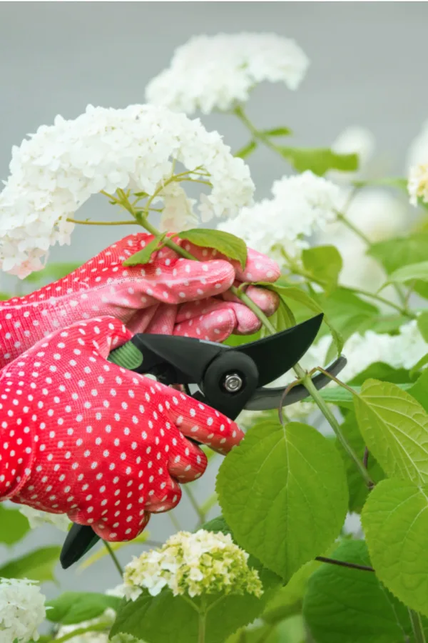 pruning perennials