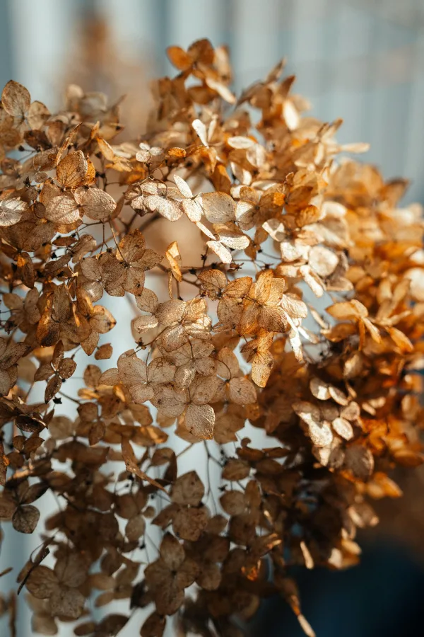 hydrangea bloom dying off in late summer