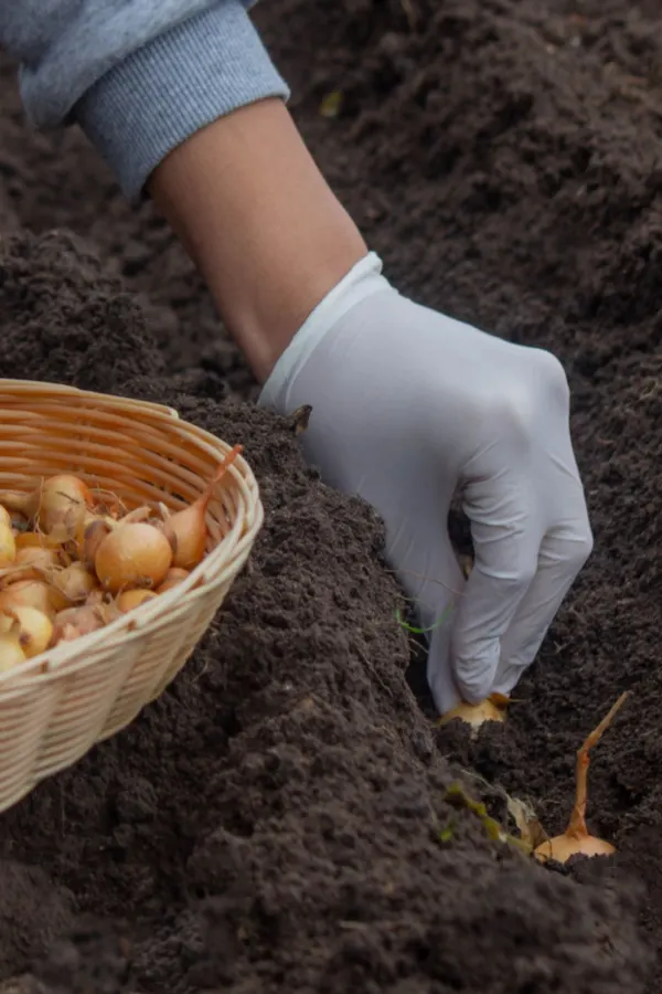 planting onion sets in the fall