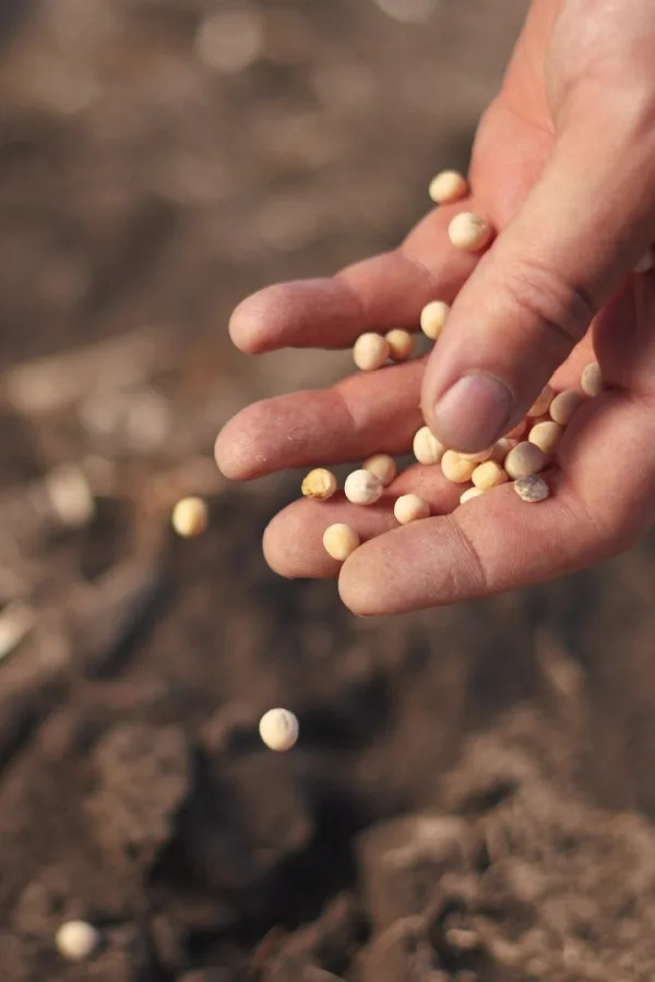 pea seed - green manure crop
