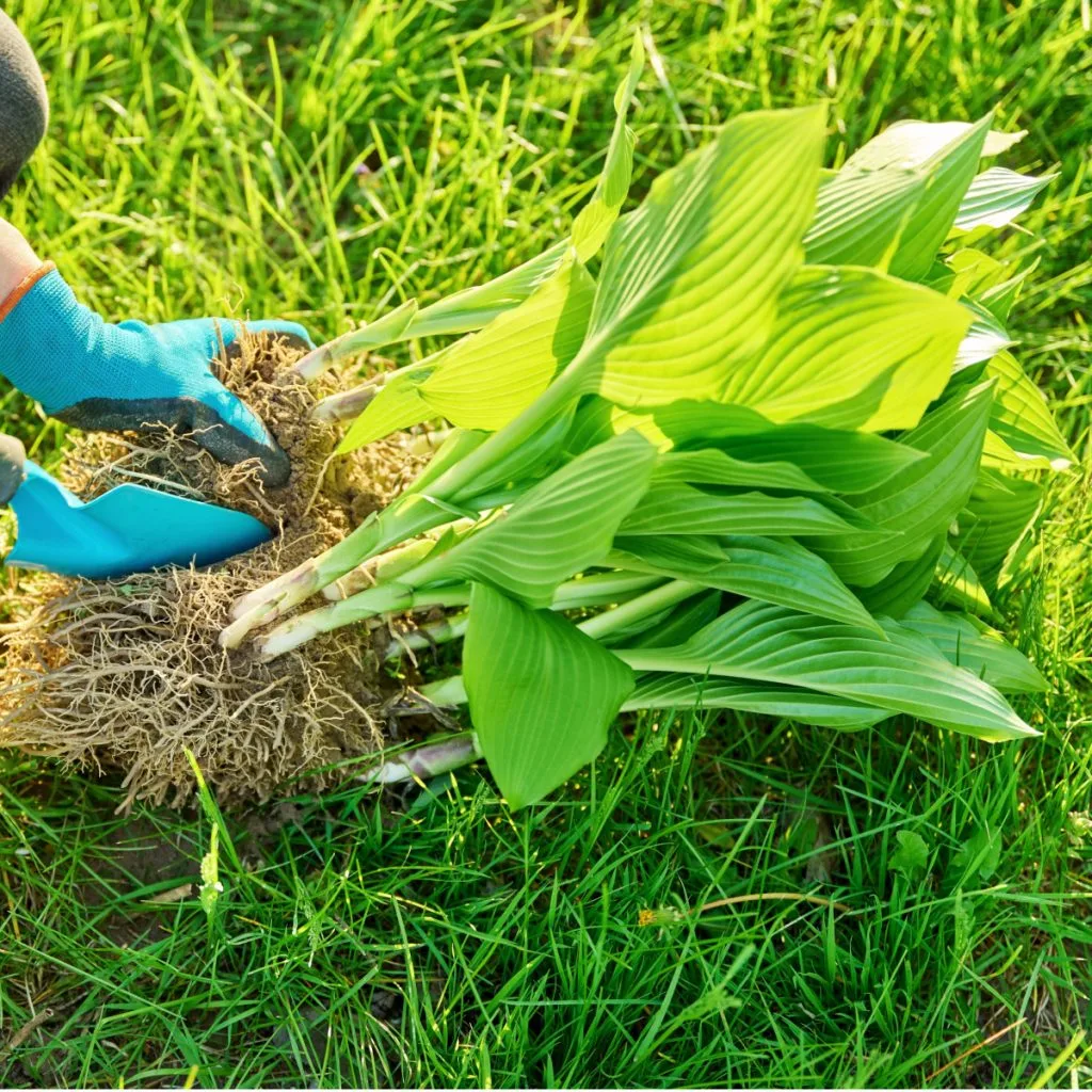 divide and transplant perennials in fall - late summer hosta care
