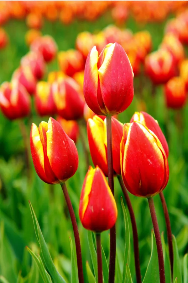 planting tulips in the fall - Best Time To Plant Tulip Bulbs In The Fall