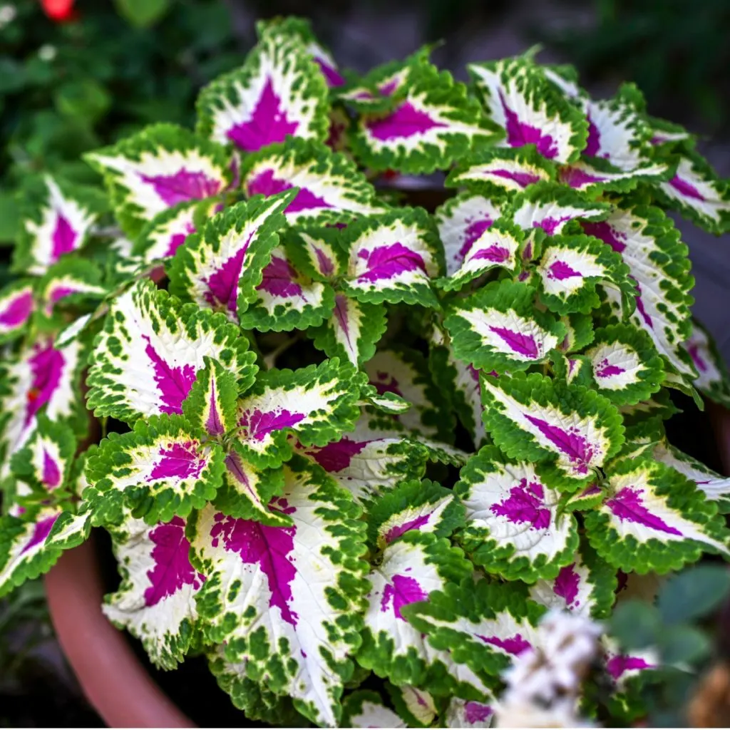 best shade loving hanging basket flowers