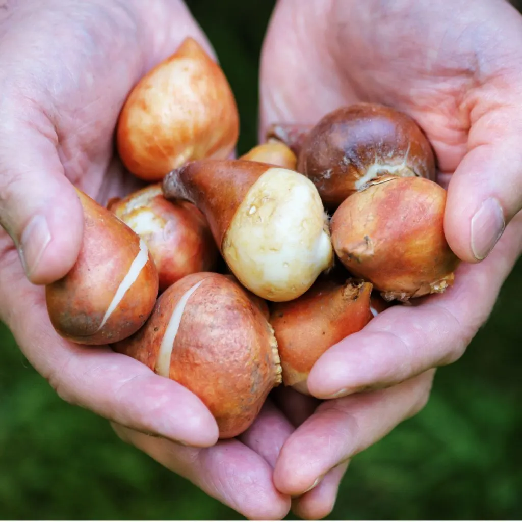 secrets to planting tulips