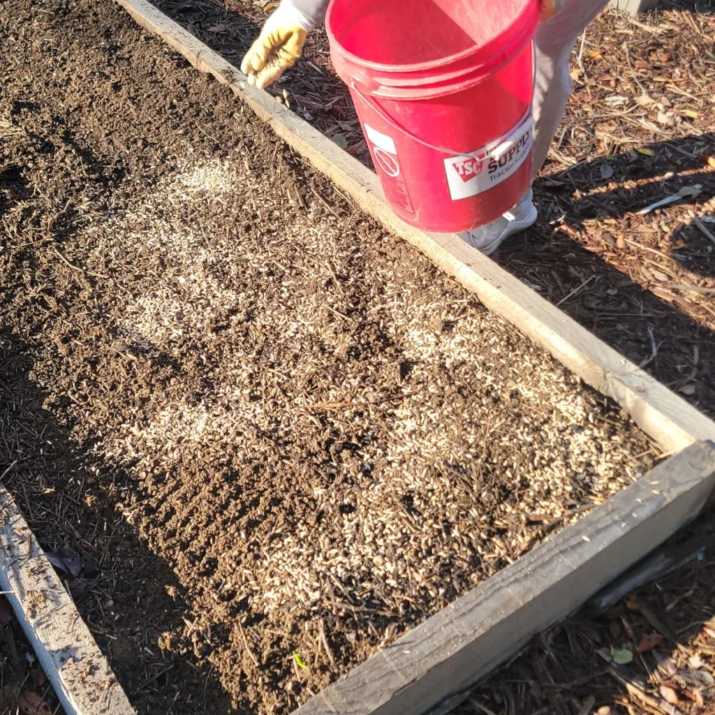 sowing a fall cover crop