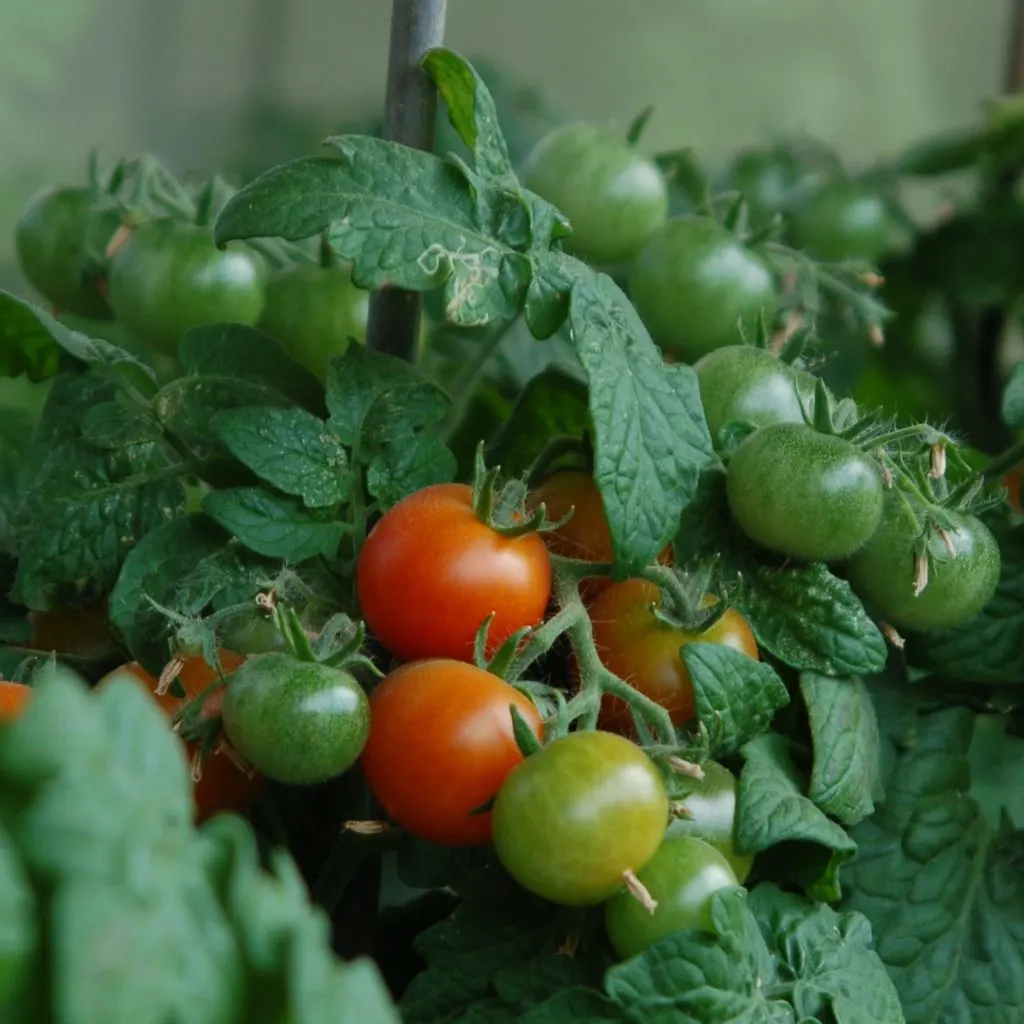 perfect tomato plant to grow indoors