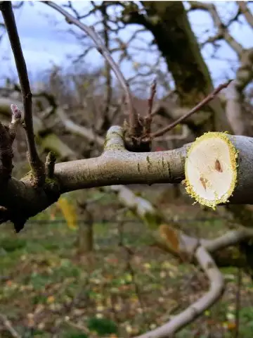 fruit tree pruning in winter
