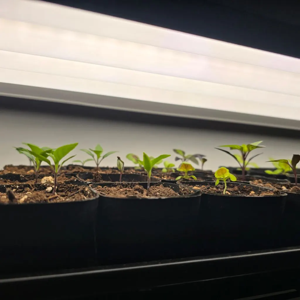 How To Give Indoor Seedlings The Right Light